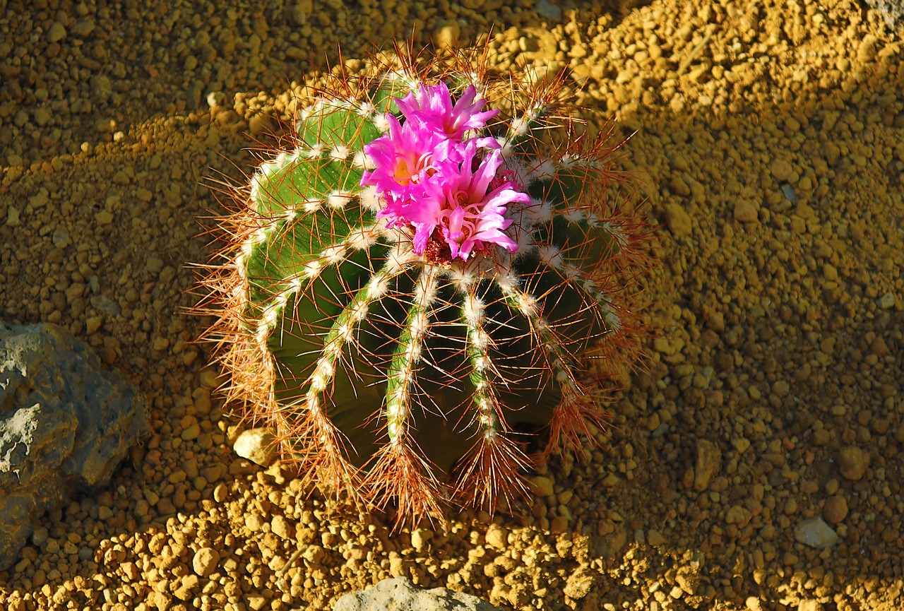 cactus  plants  greenhouse free photo