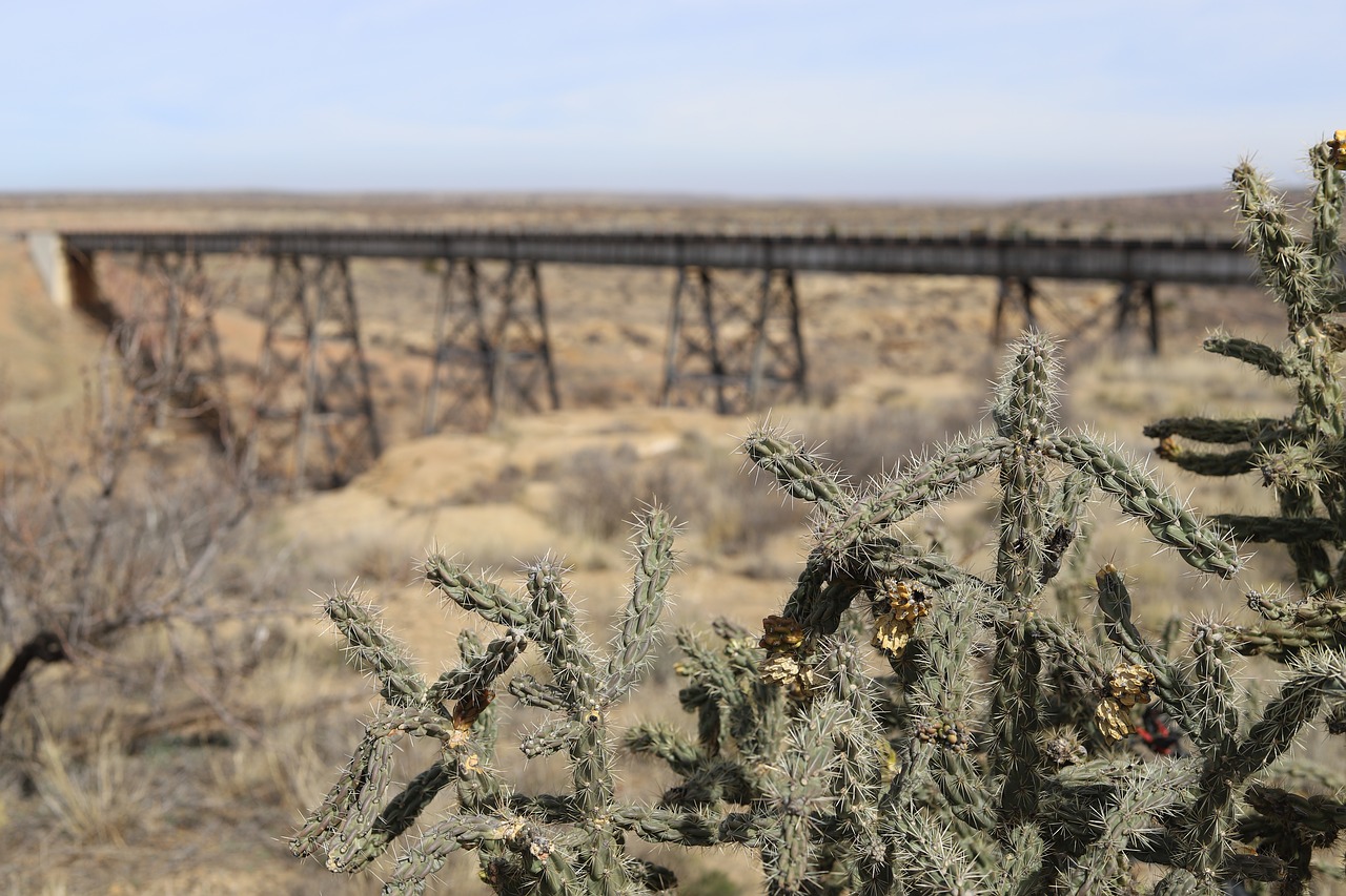 cactus  train trellis  desert free photo