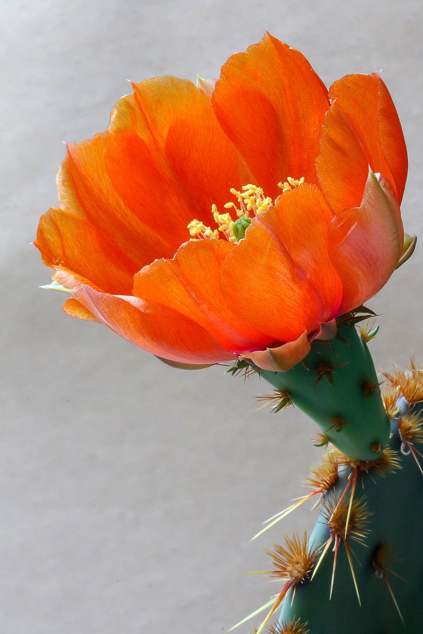 cactus  opuntia  flower free photo