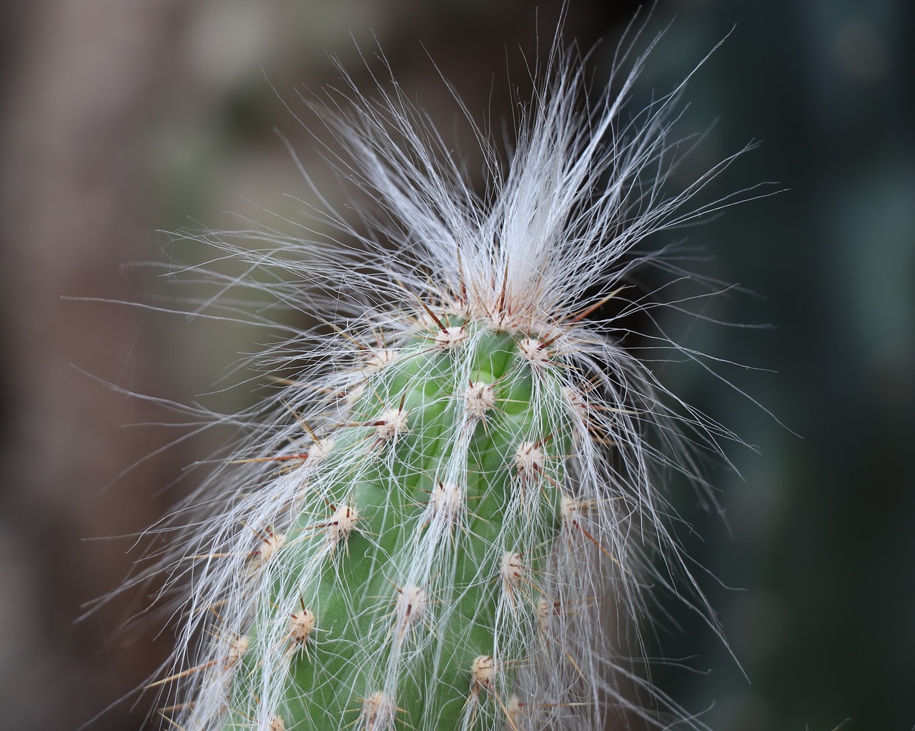 cactus  tropics  hair free photo