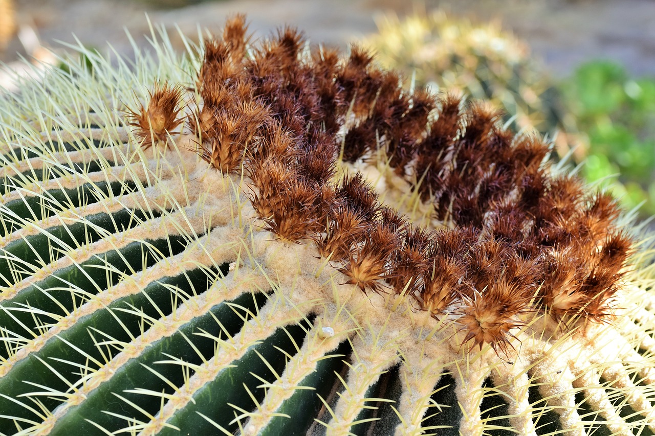 cactus  mother in law chair  prickly free photo