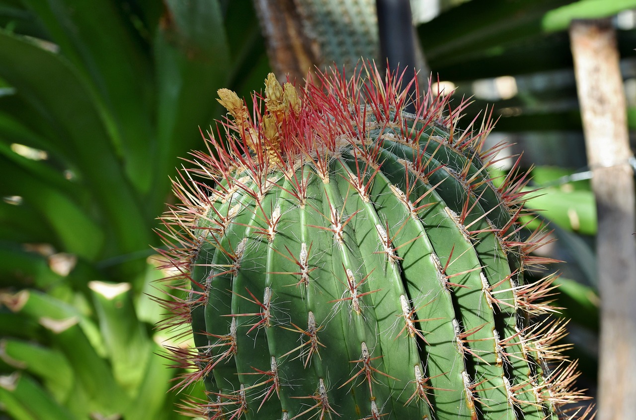 cactus  prickly  desert plant free photo