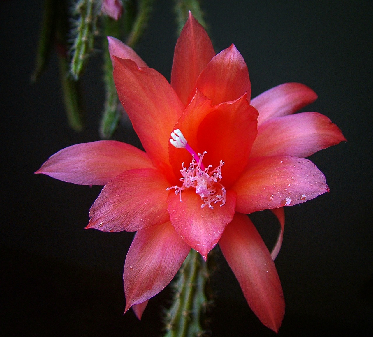 cactus  cacti  red free photo
