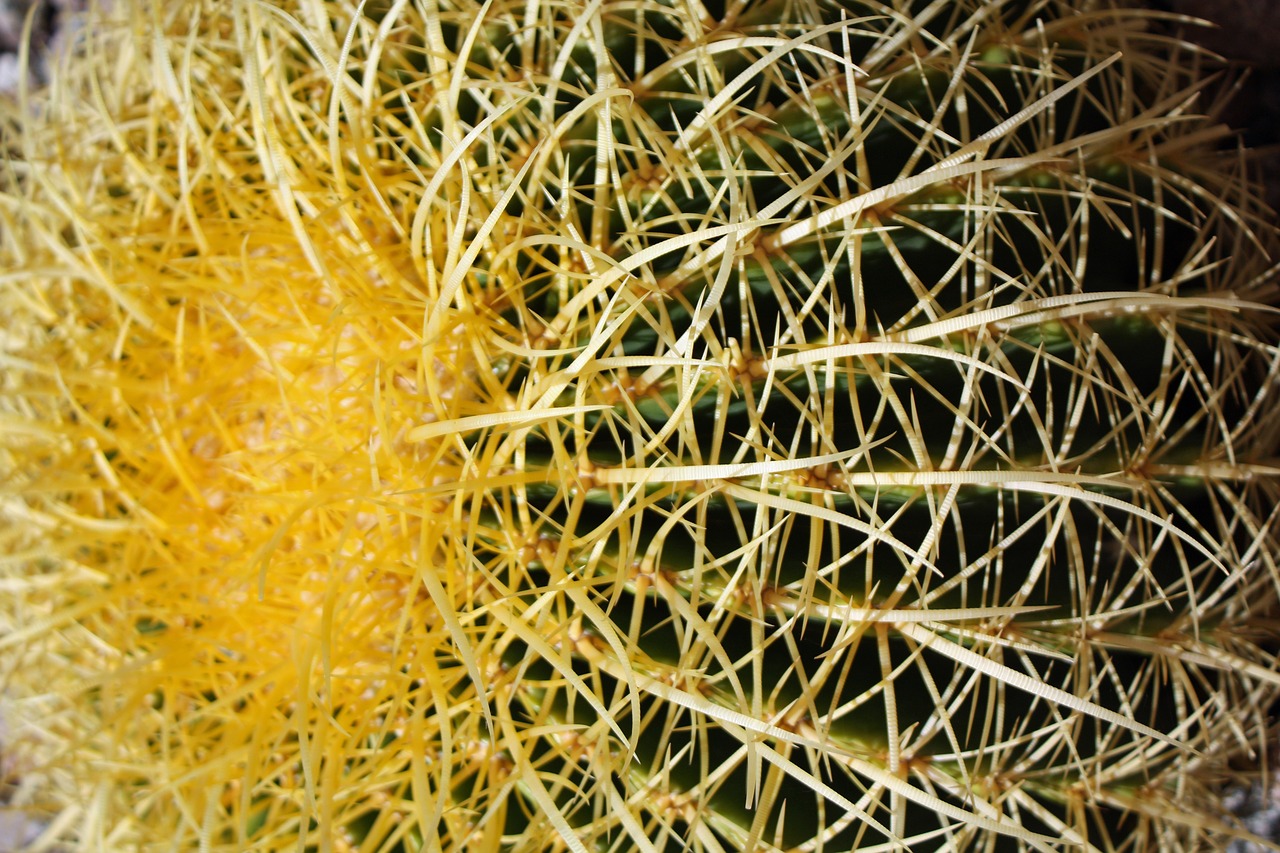 cactus  desert  needles free photo
