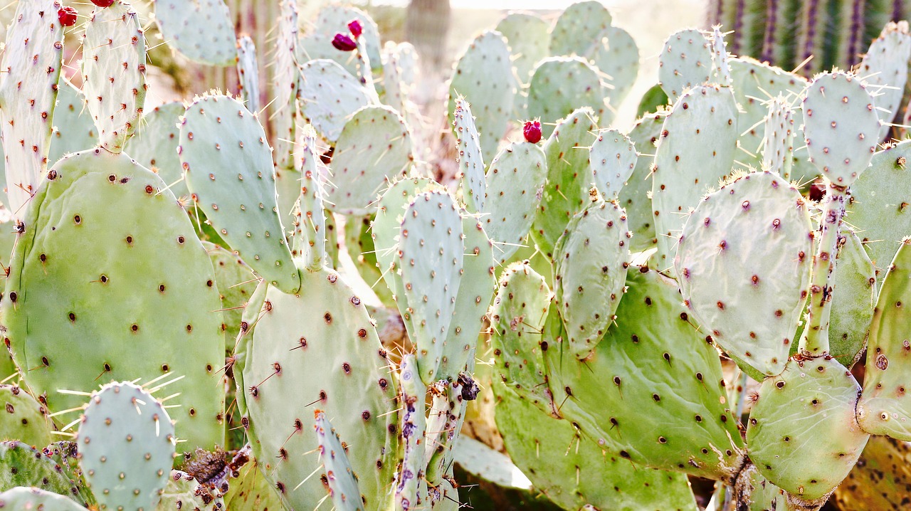 cactus  succulent  blossom free photo