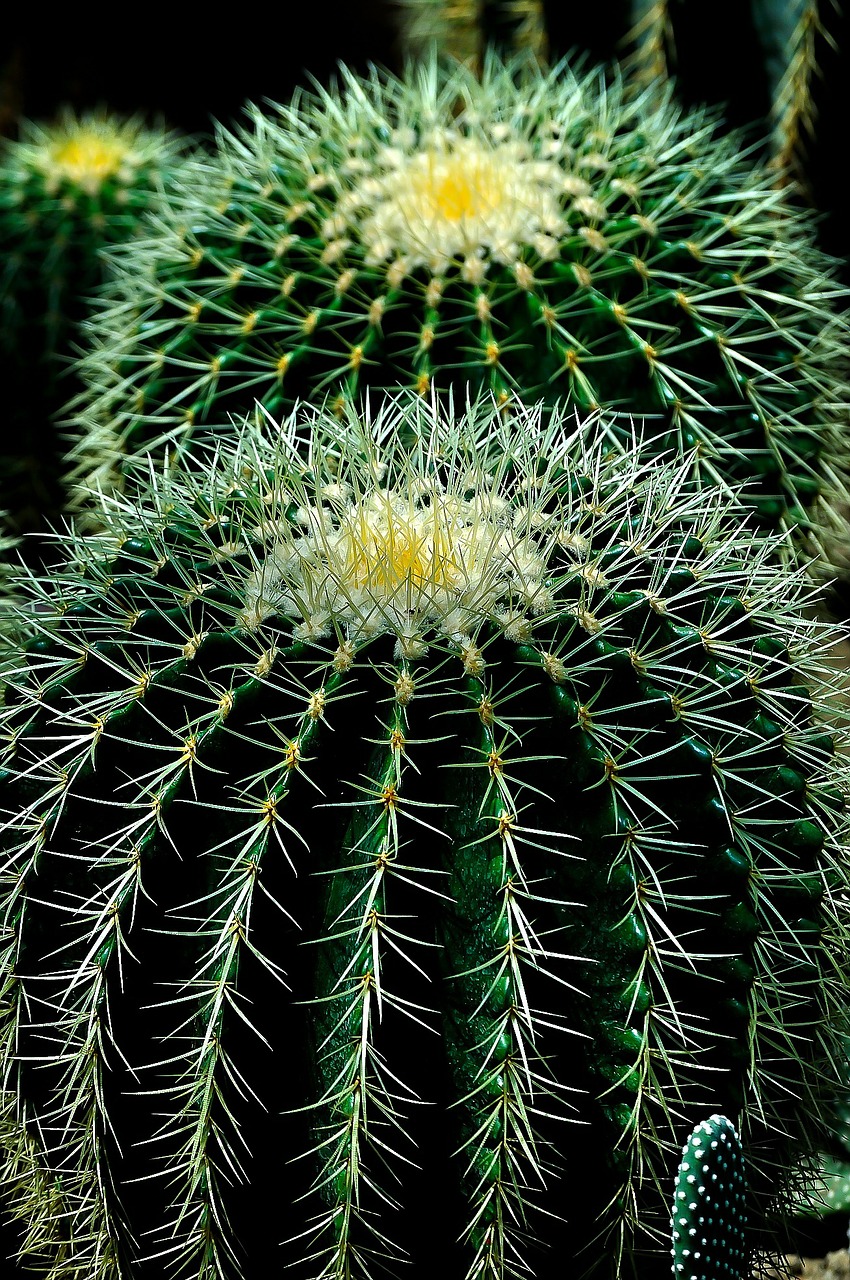 cactus plant circles free photo