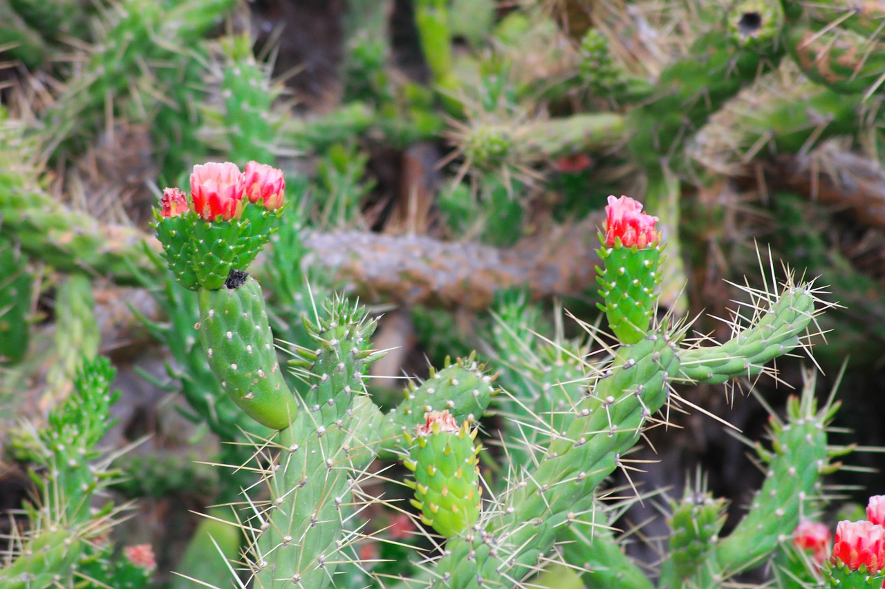 cactus  blooms  flower free photo
