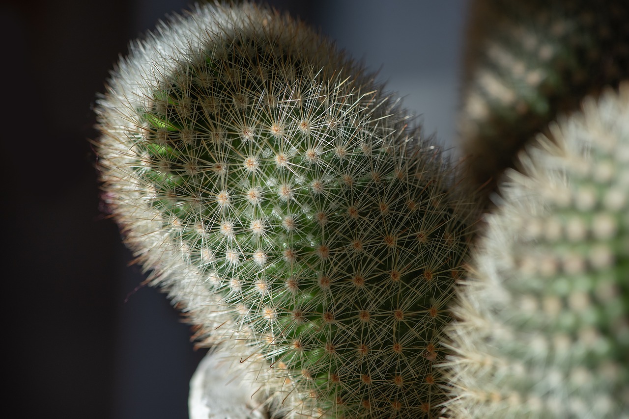 cactus  plant  houseplant free photo