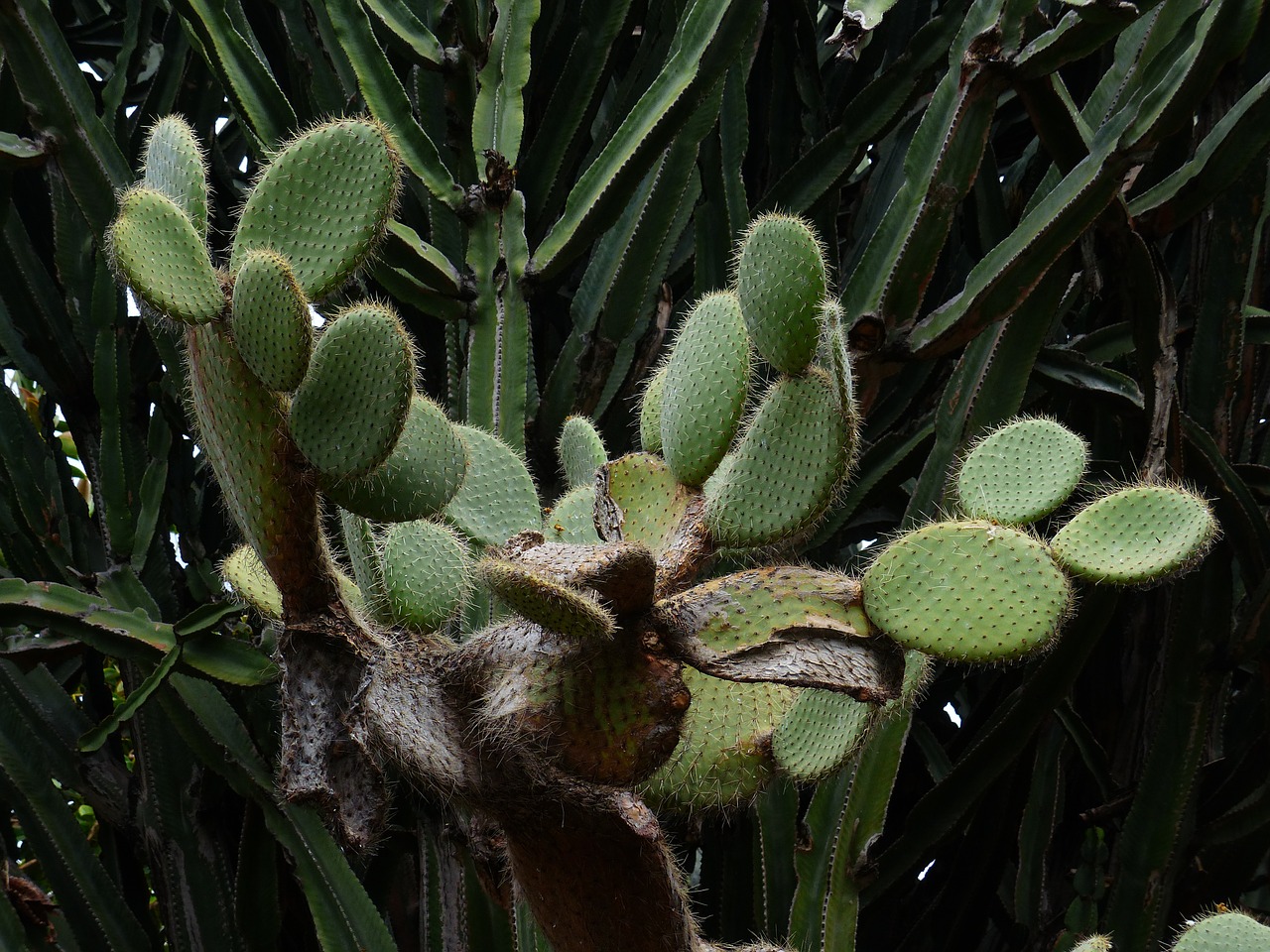 cactus ear cactus opuntia free photo