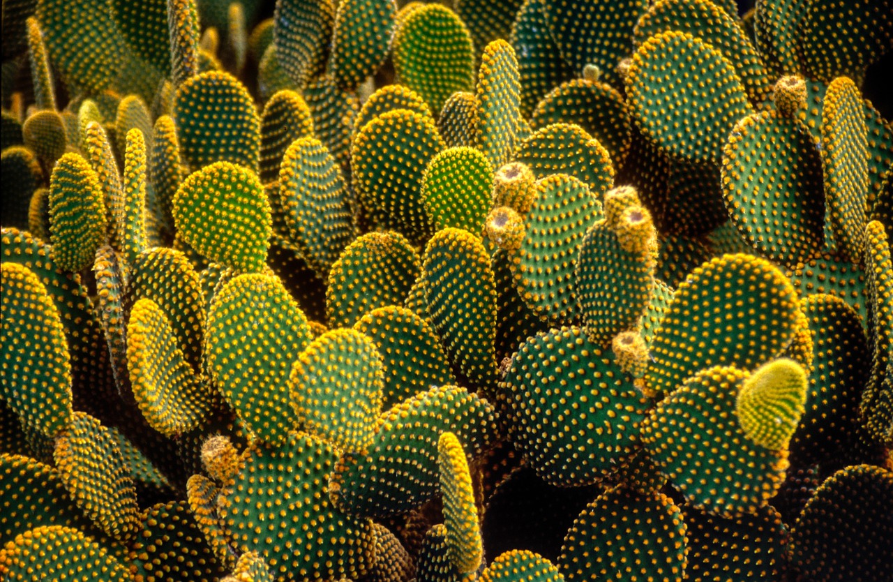 cactus  plant  exotic free photo