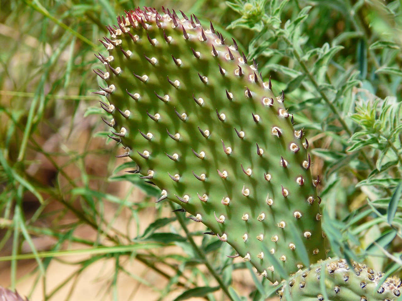 cactus plant flora free photo