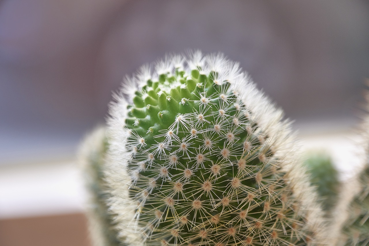 cactus  thorns  plant free photo