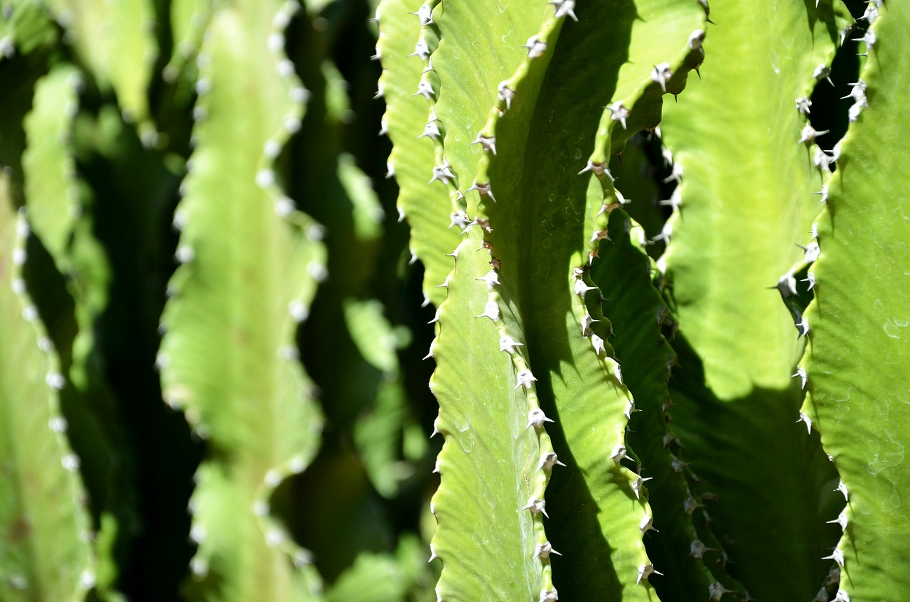 cactus  cacti  green free photo