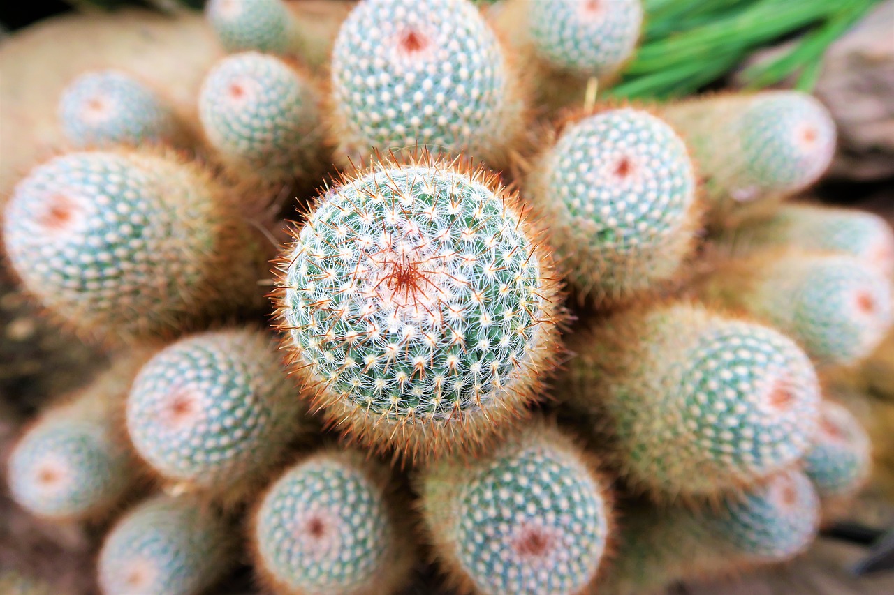 cactus  plant  nature free photo