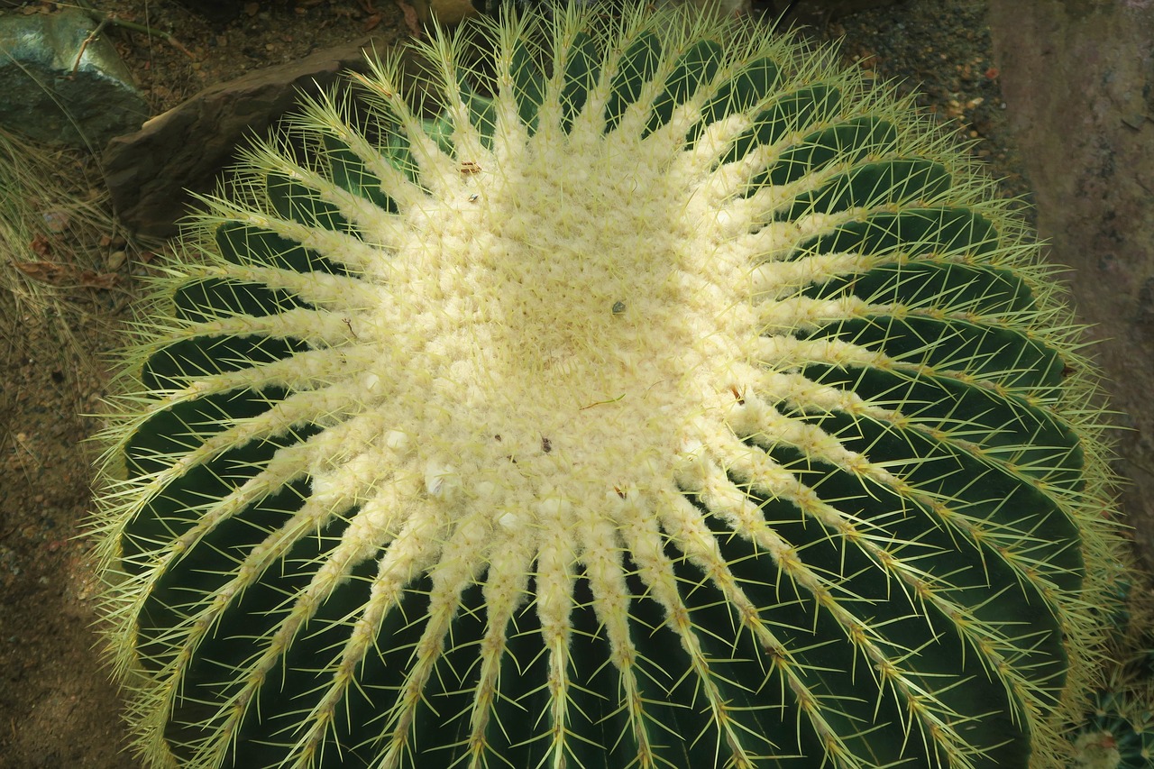 cactus  nature  botanical free photo