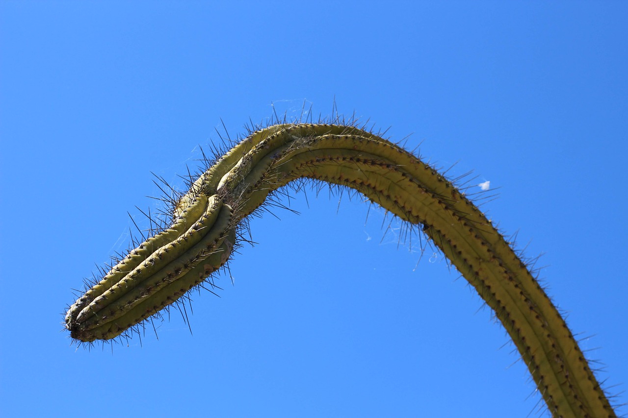 cactus  plant  nature free photo