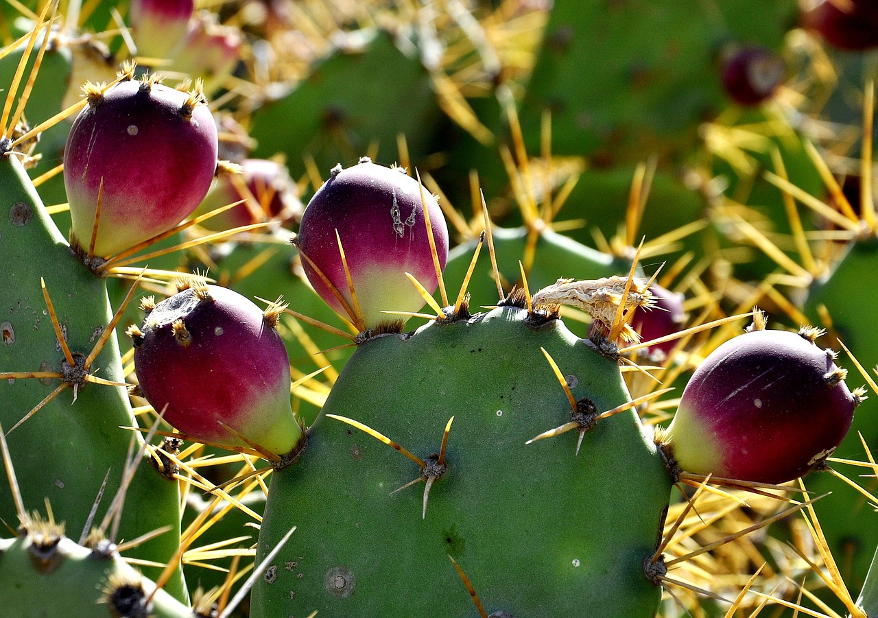 cactus  nature  plant free photo