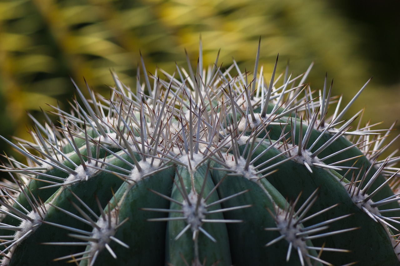 cactus  spur  pointed free photo