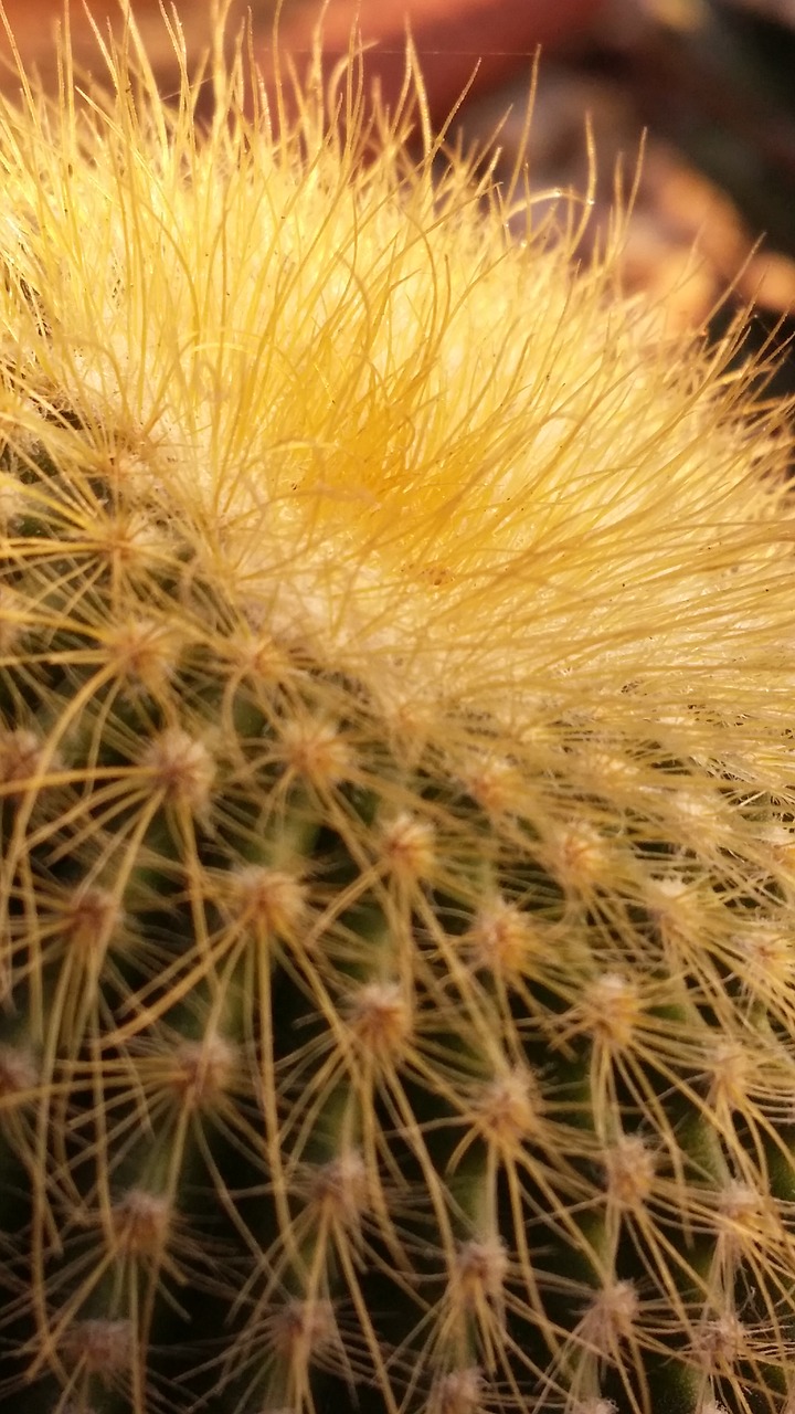 cactus  plant  desert free photo