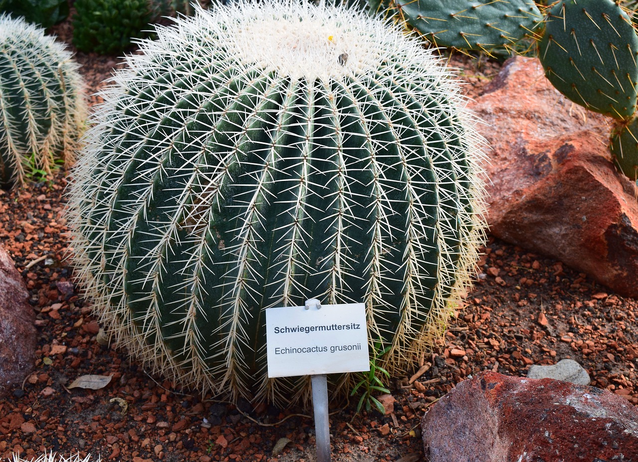 cactus  plant  prickly free photo