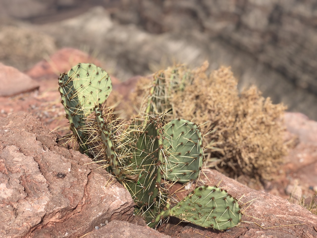 cactus  cacti  rocks free photo