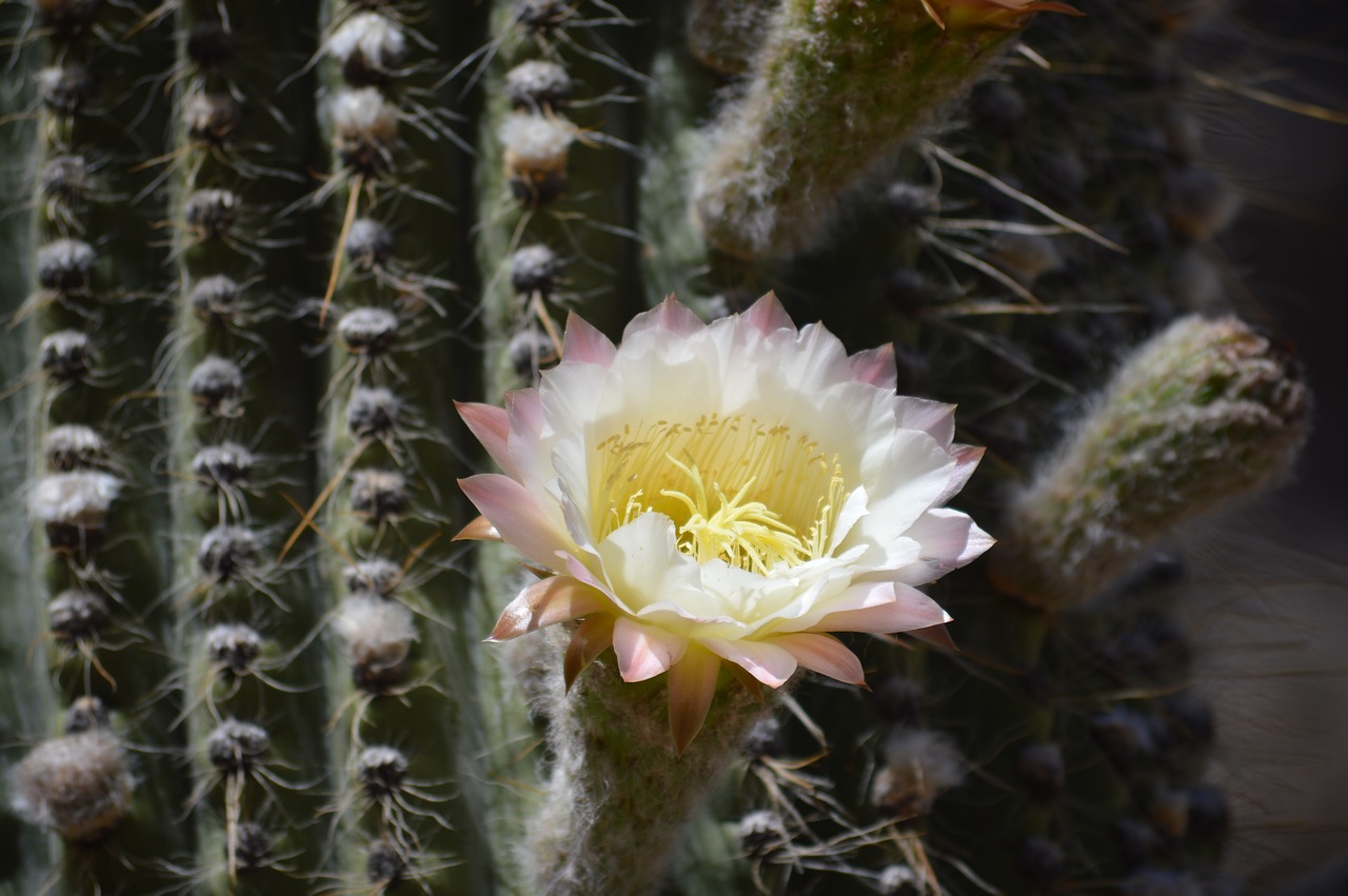 cactus  flower  arid free photo