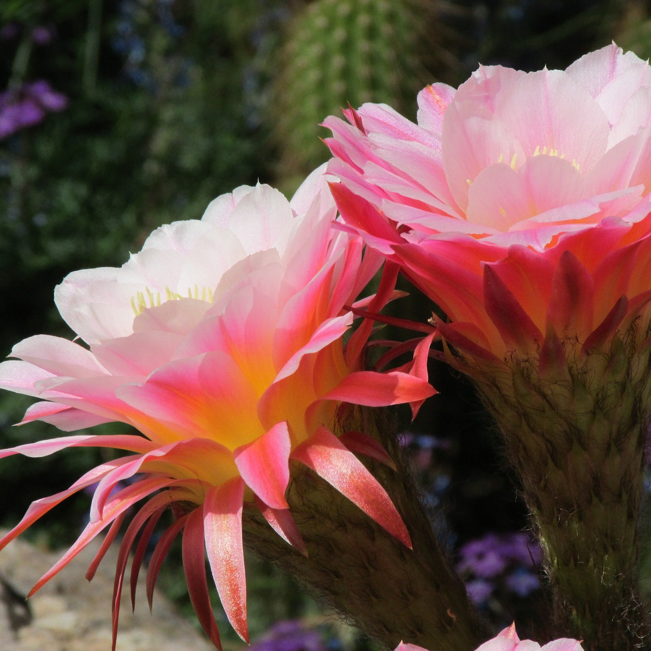 cactus flower pink free photo