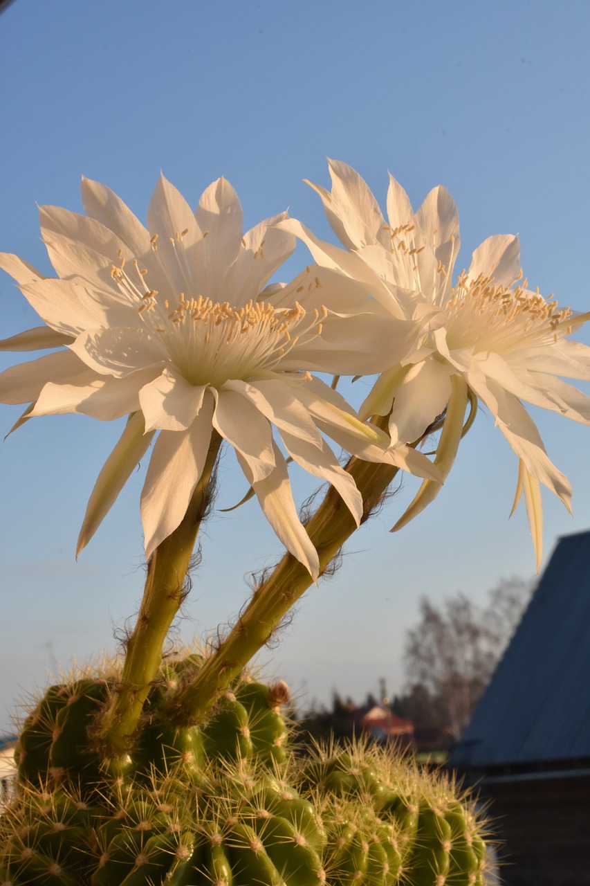 cactus  bloom  flowers free photo