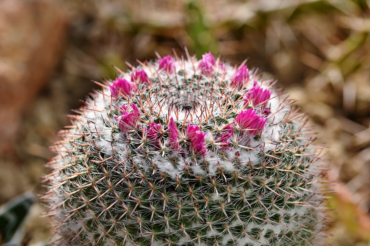 cactus  cactus blossom  blossom free photo