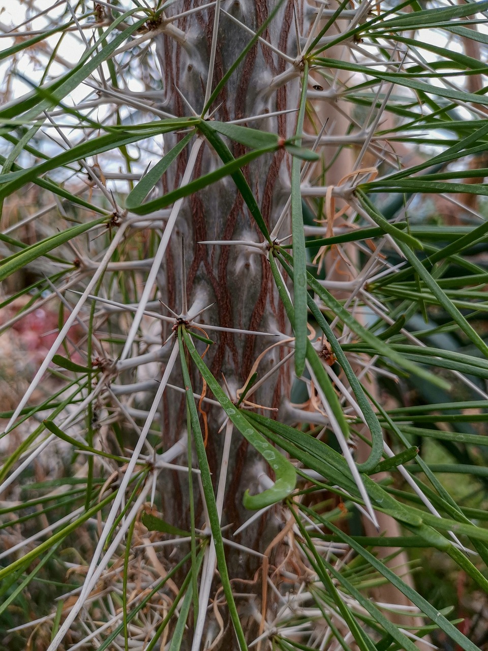 cactus  nature  texture free photo