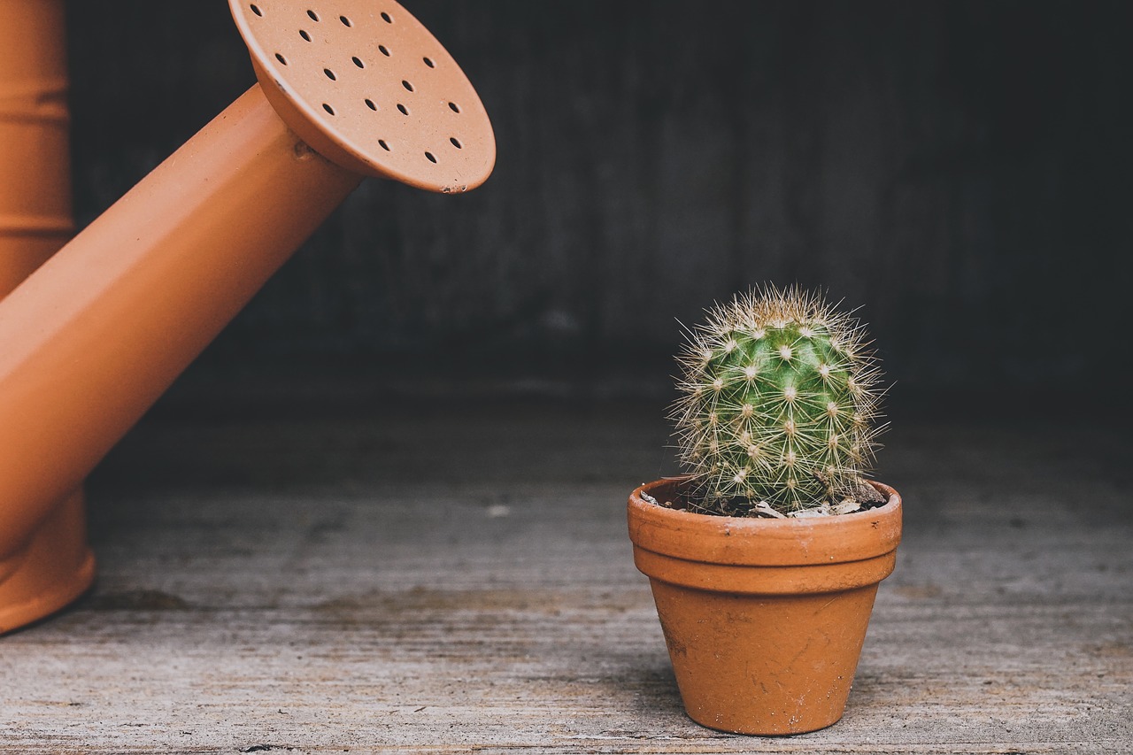 cactus  watering can  houseplant free photo