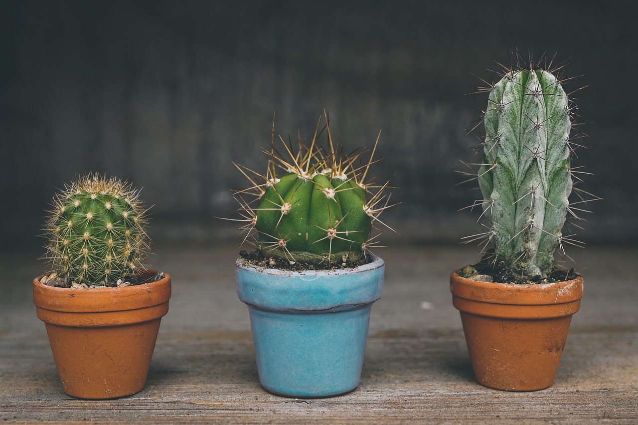 cactus  prickly  desert plant free photo