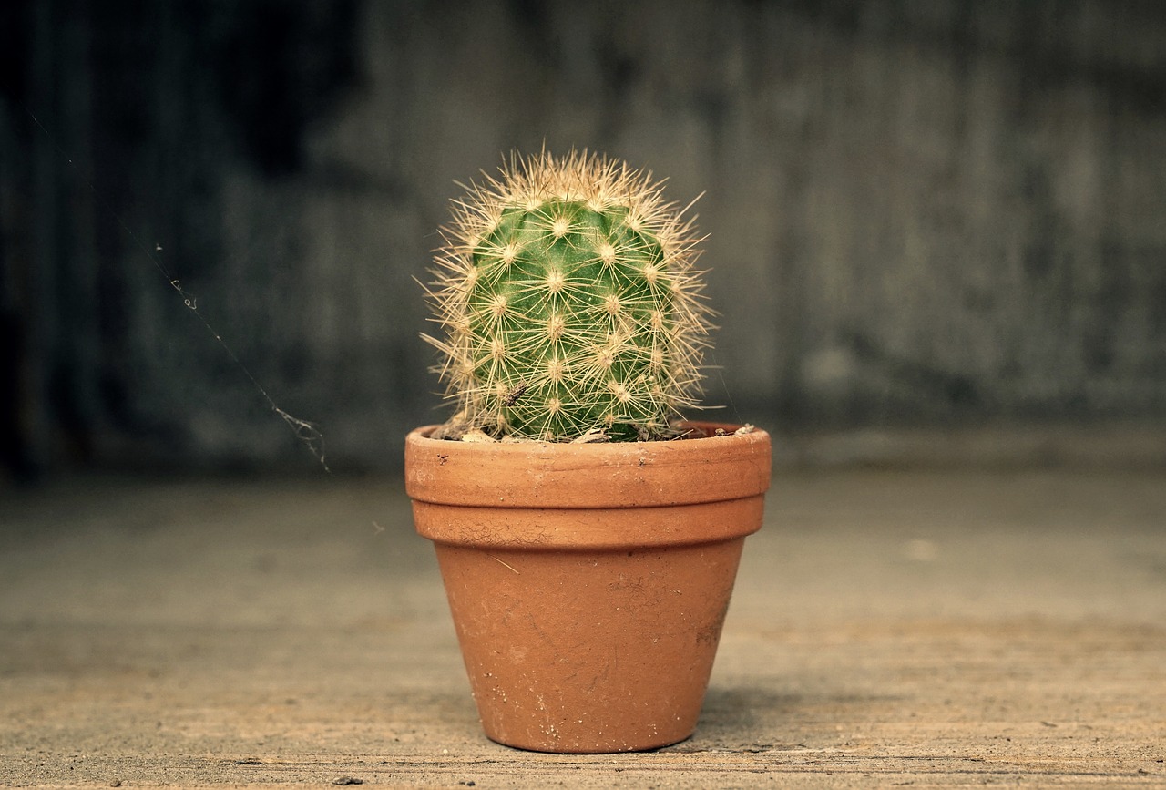 cactus  pot  green free photo