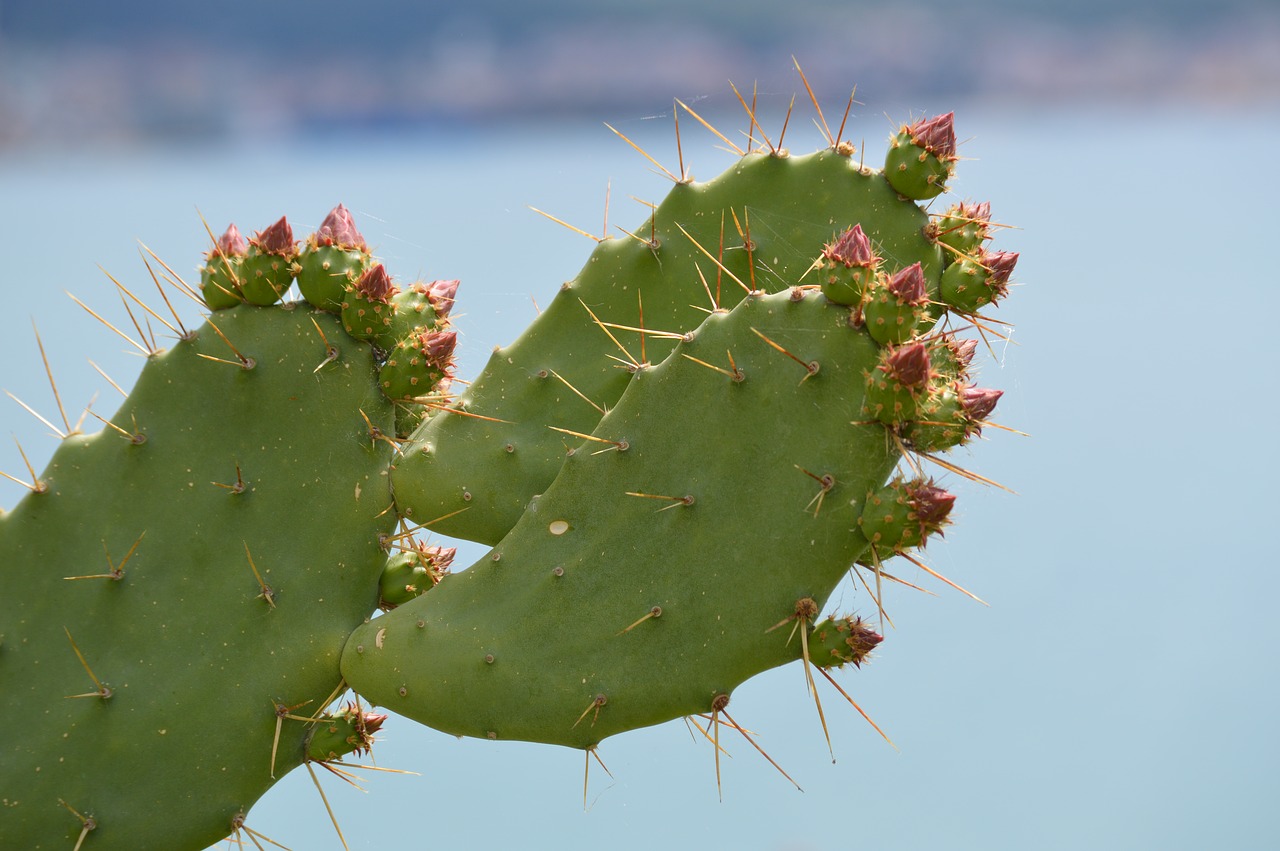 cactus  nature  green free photo