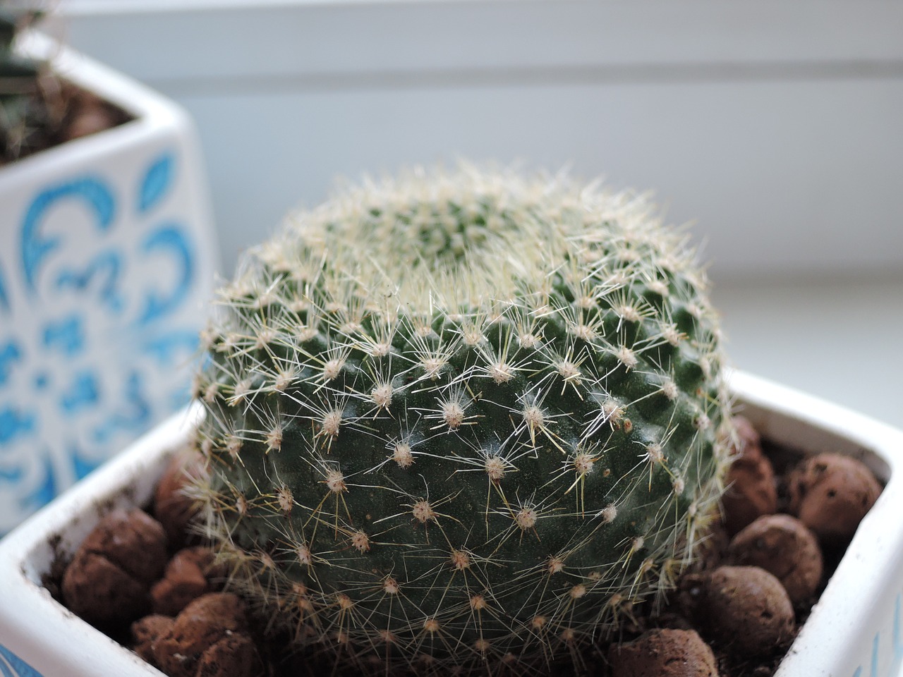 cactus  round  scratchy free photo