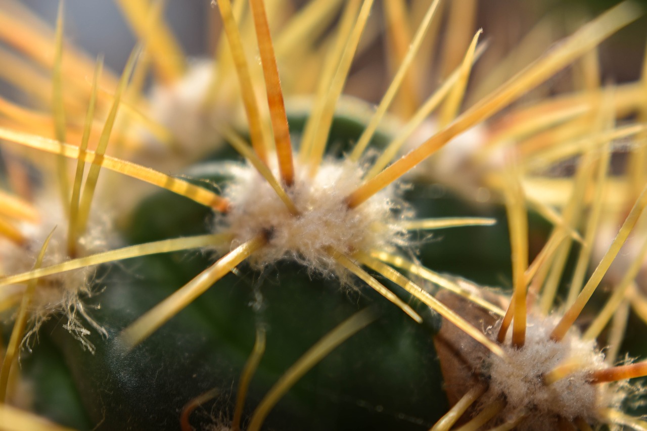 cactus  plant  closeup free photo