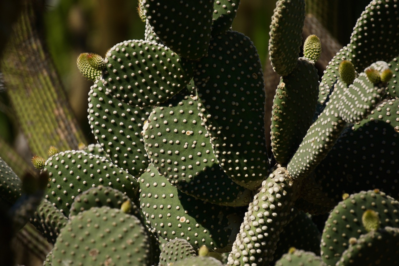 cactus  cactaceae  opuntioideae free photo