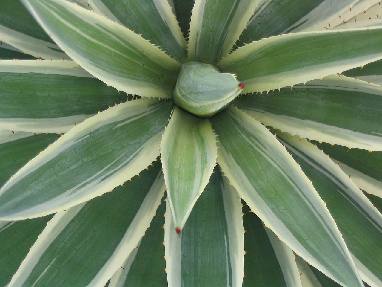 cactus leaf green free photo