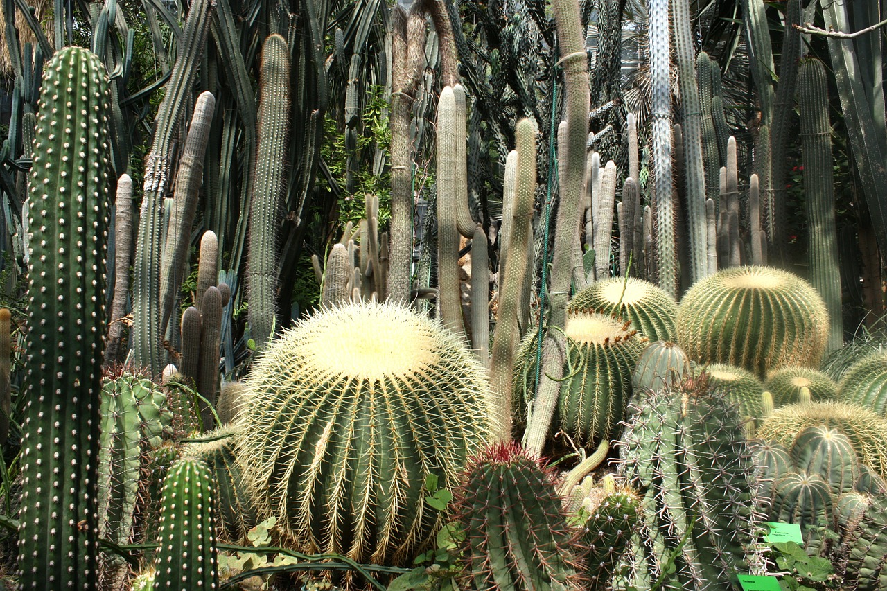 cactus desert chase free photo