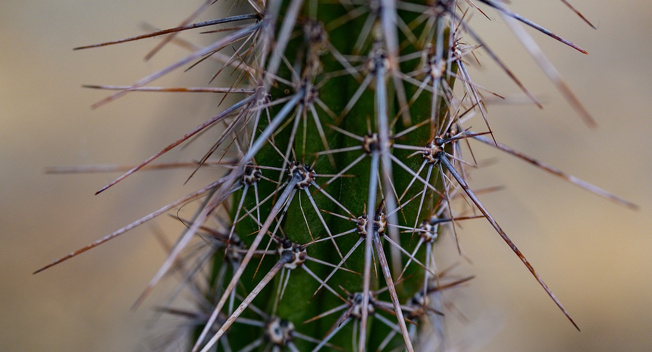 cactus  plant  nature free photo