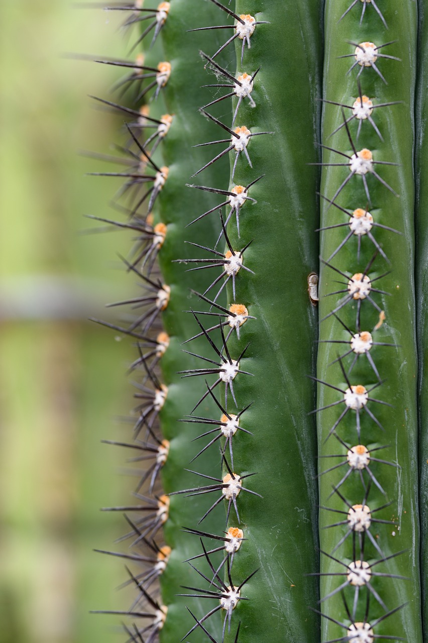 cactus  plant  nature free photo