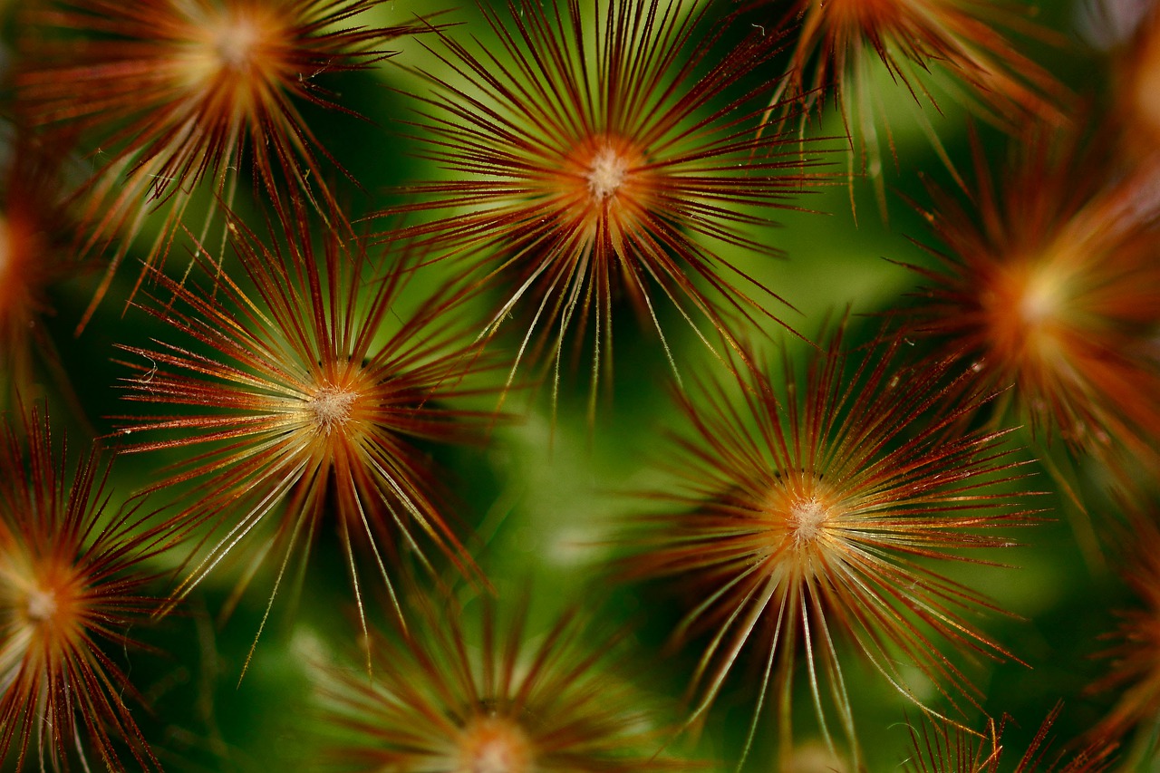 cactus  spur  macro free photo