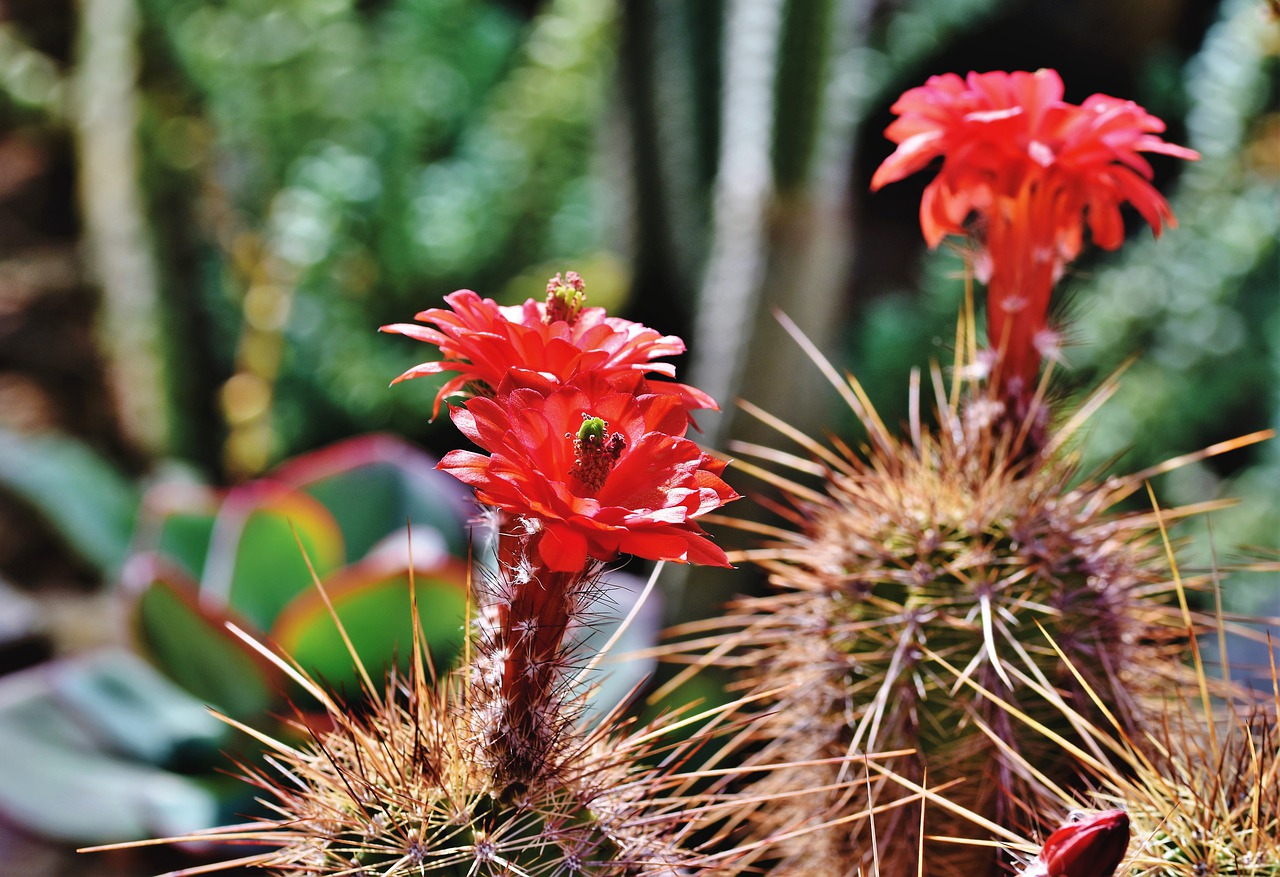 cactus  cactus blossom  blossom free photo