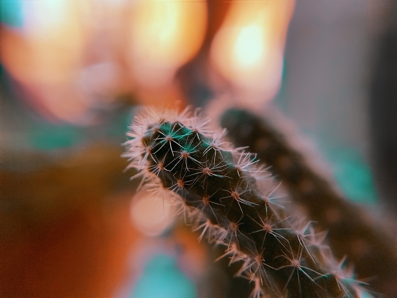 cactus  closeup  succulent free photo