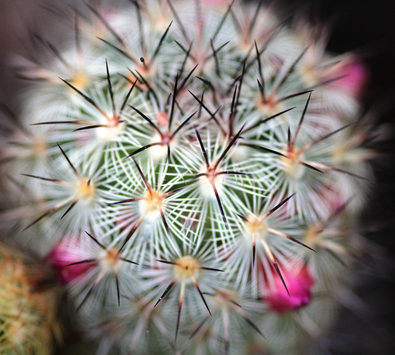 cactus  plant  flora free photo