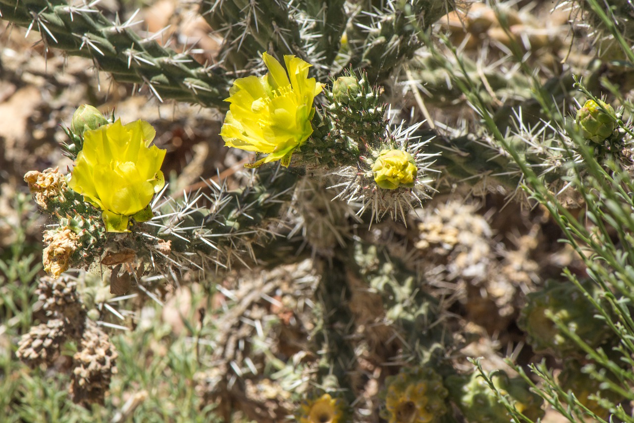 cactus  blooming  yellow free photo