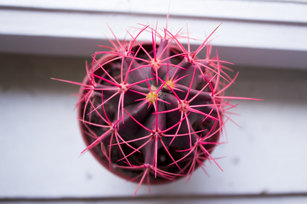 cactus thorn pink free photo