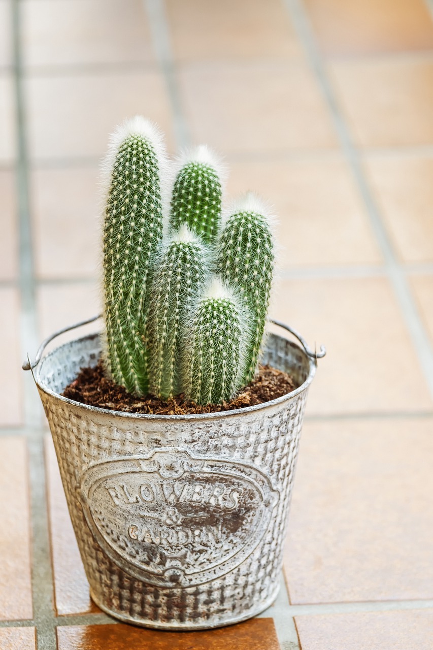 cactus  houseplant  plant free photo