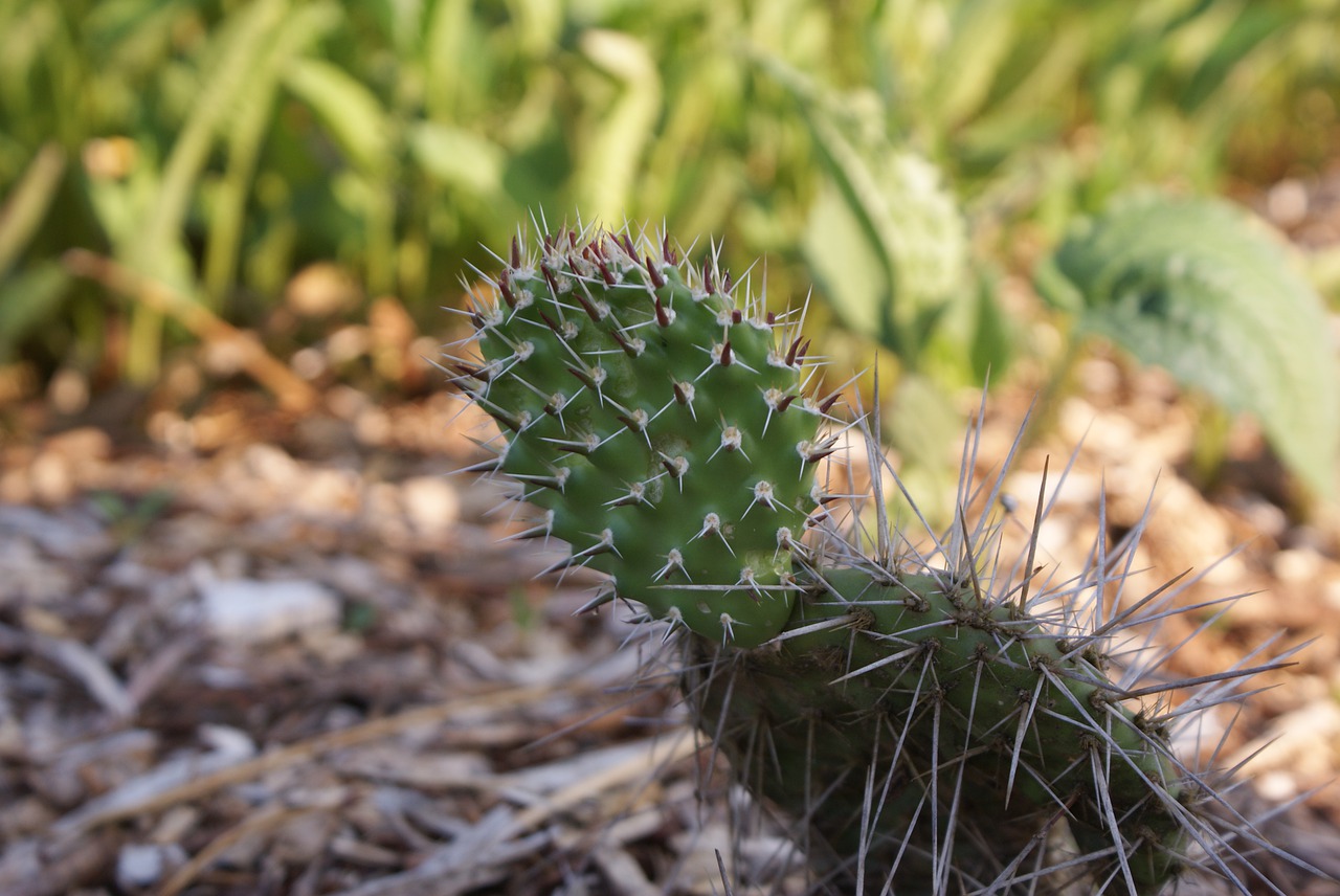 cactus  plant  prickly free photo