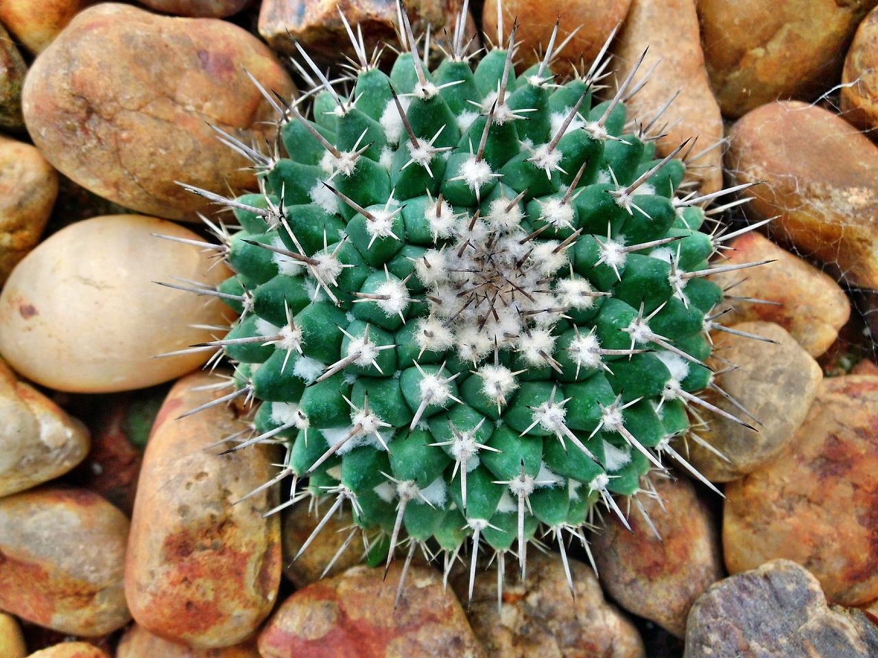 cactus garden pebble free photo